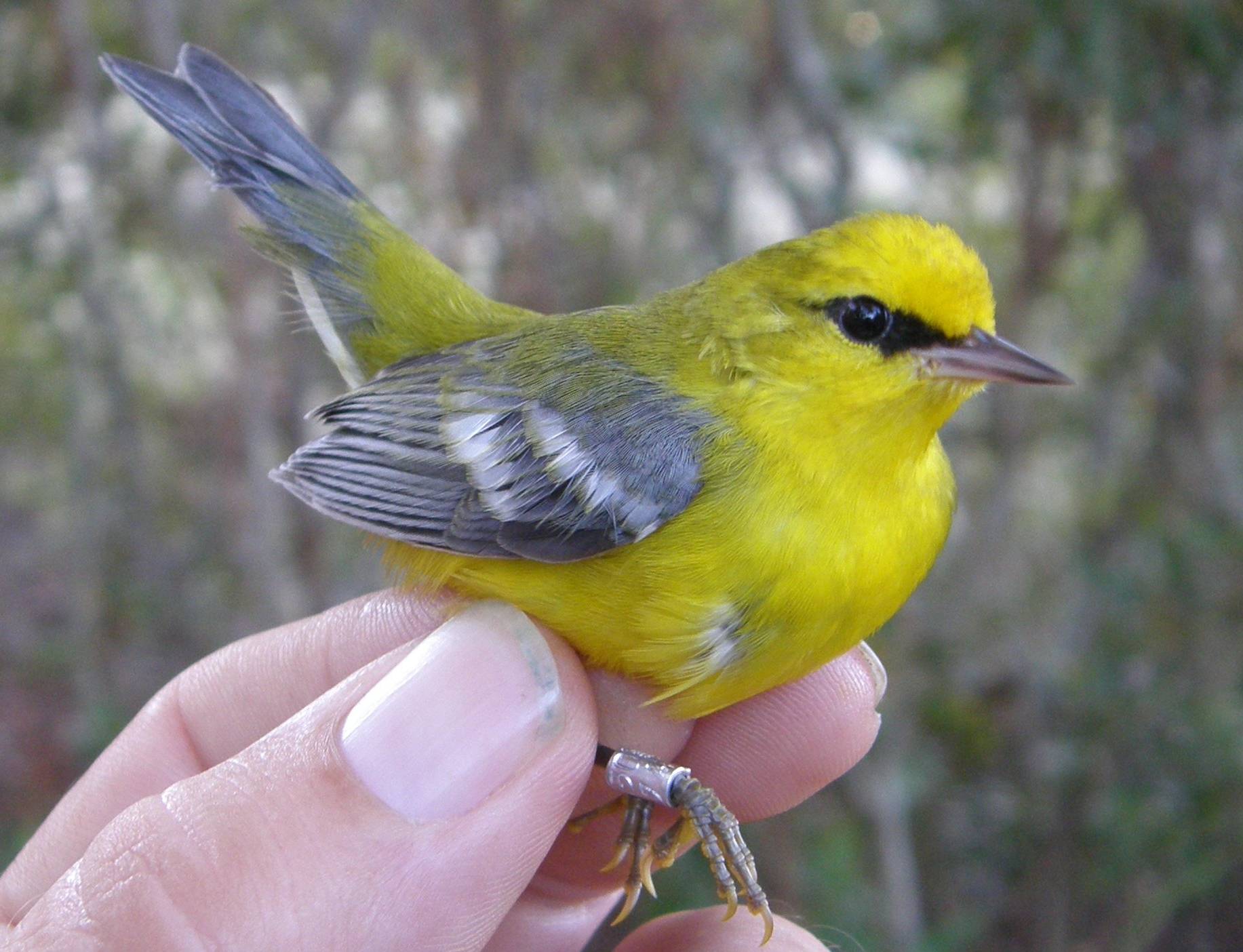 Blue winged warbler - Copy